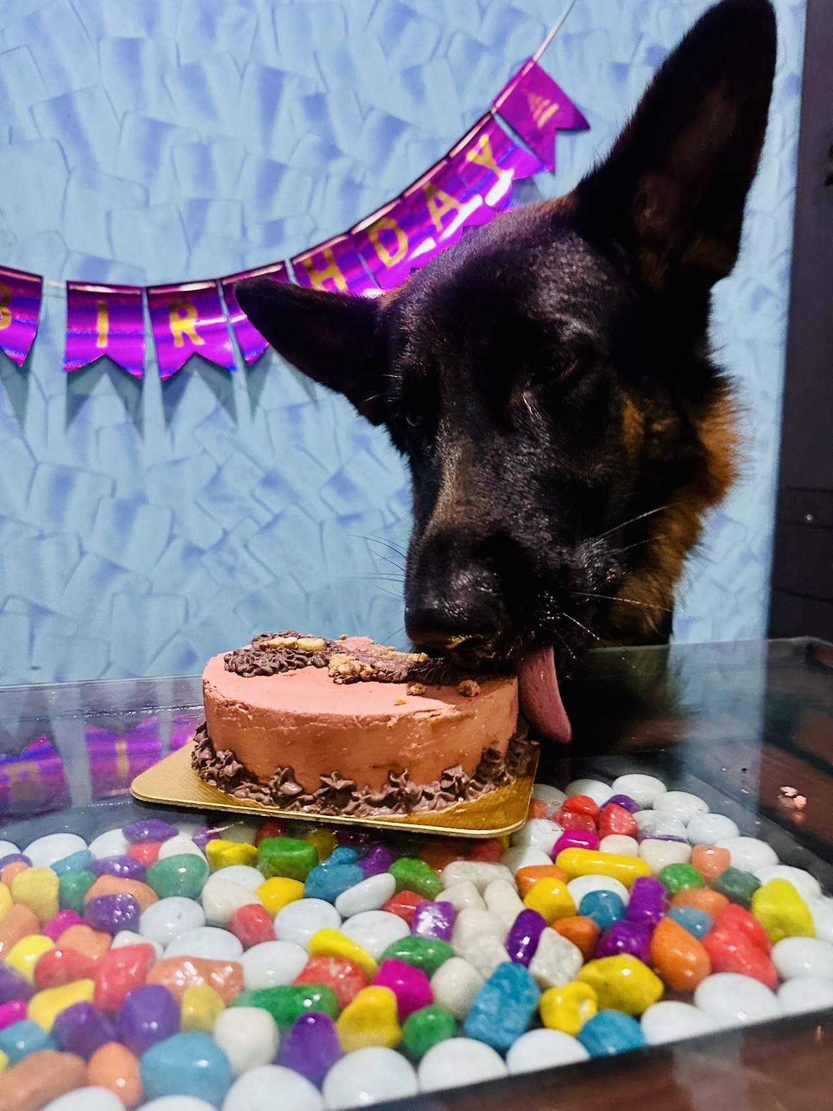 Pawlicious bake