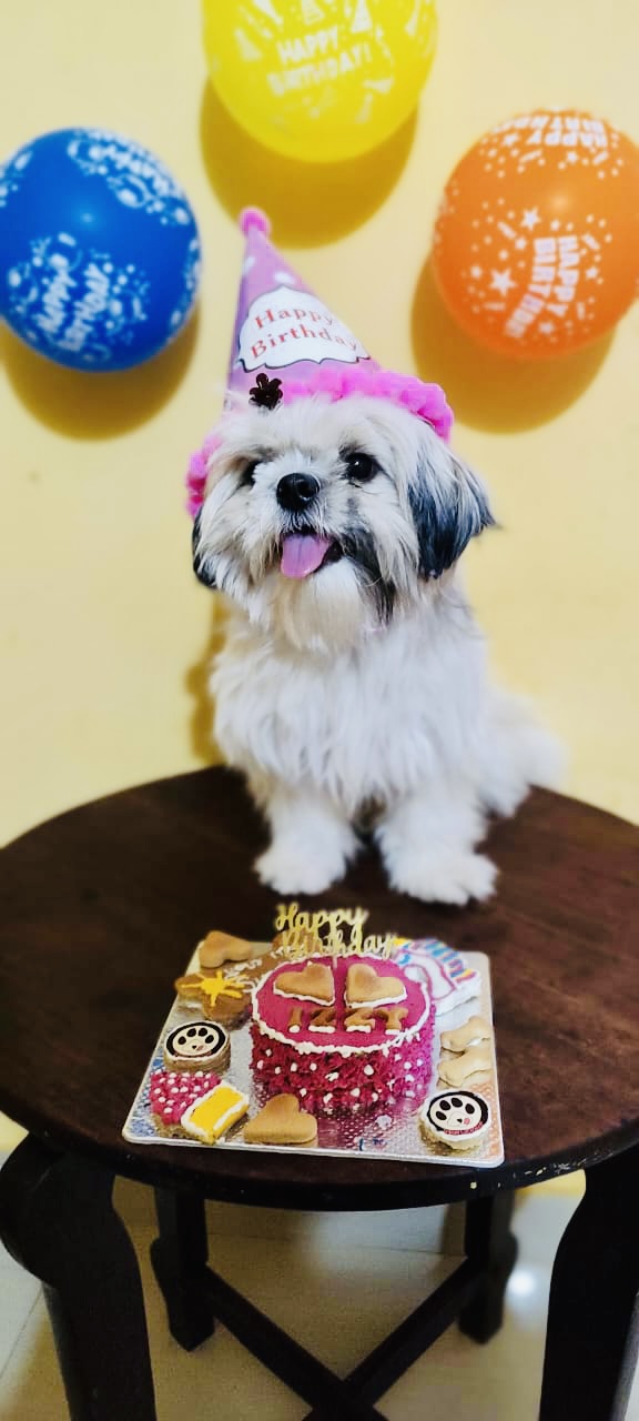 Pawlicious bake