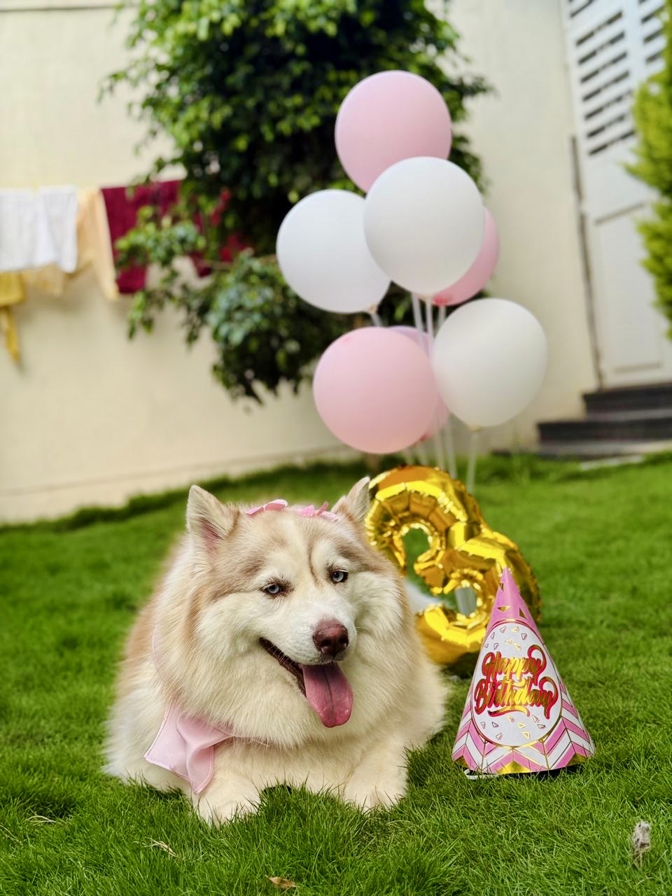 Pawlicious bake