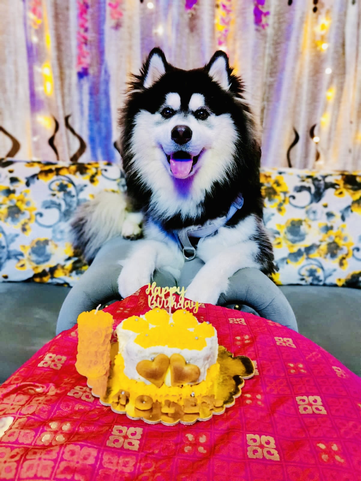 Pawlicious bake